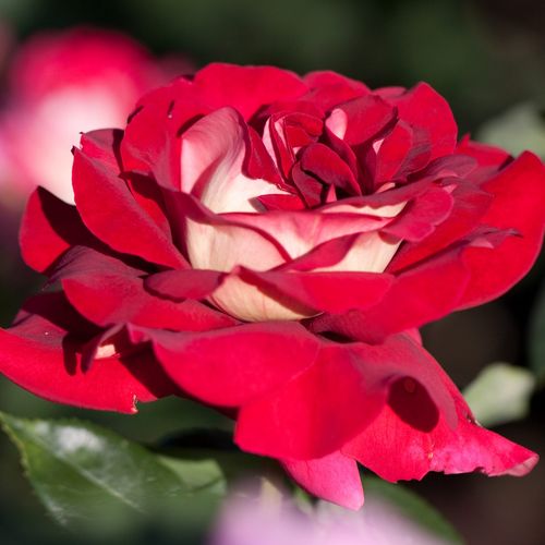 Rose Ibridi di Tea - Rosa - Sárga-Piros - 